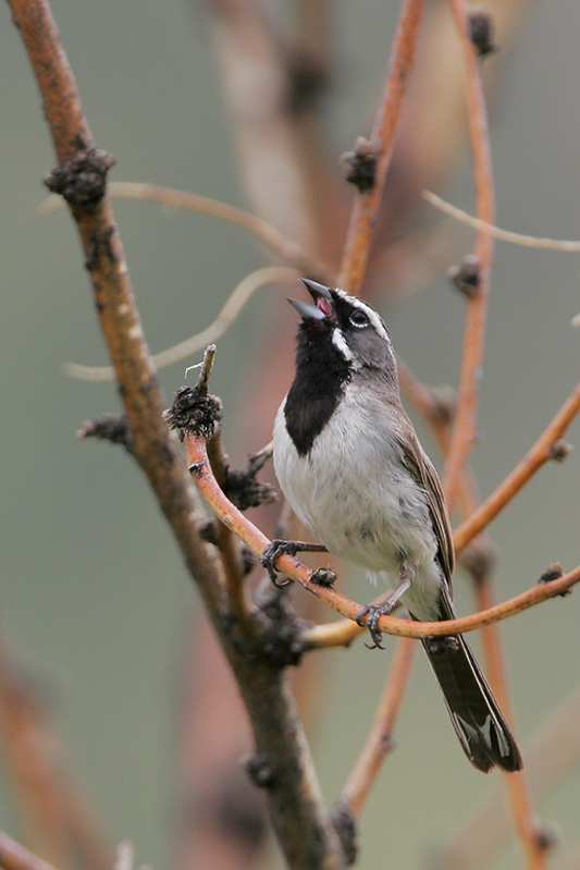 Black-throated Sparrow