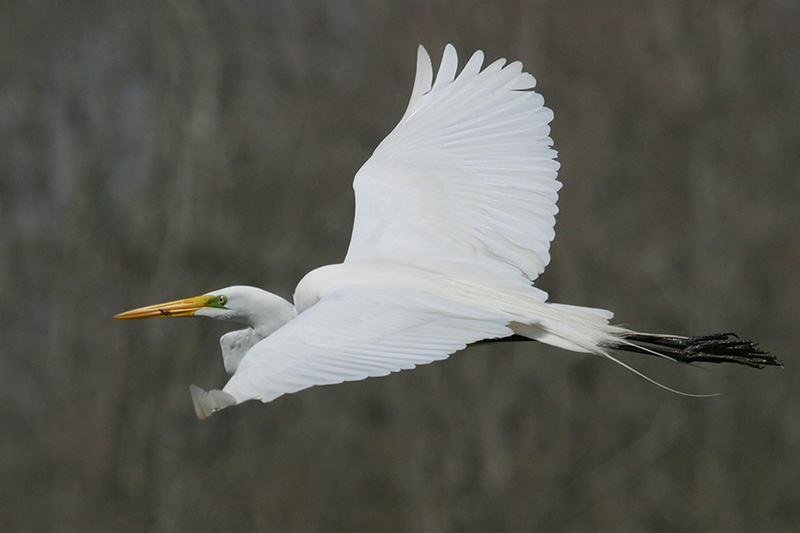 Great Egret