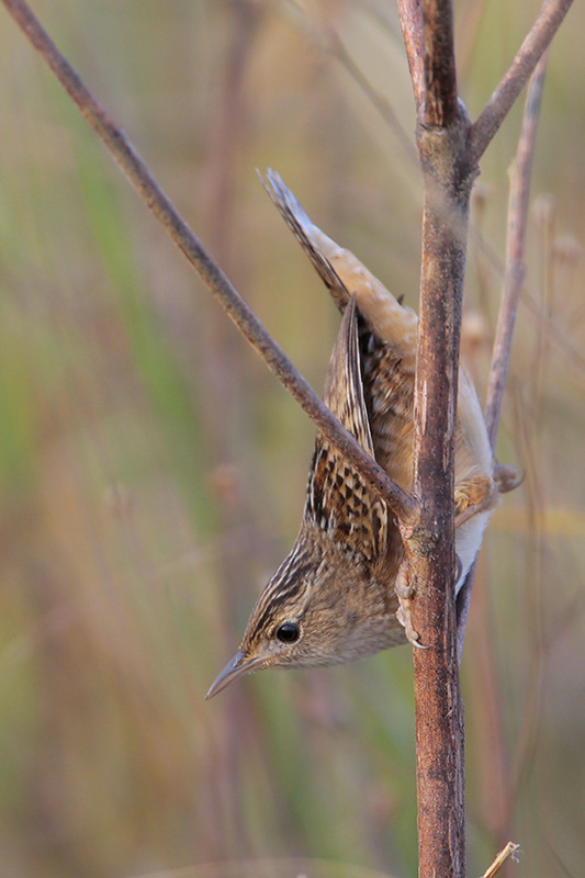 Sedge Wren