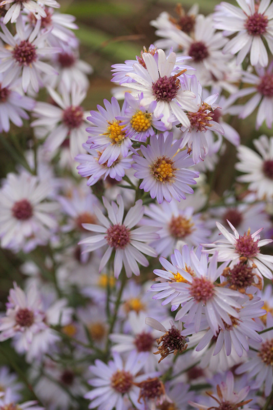 Texas Aster