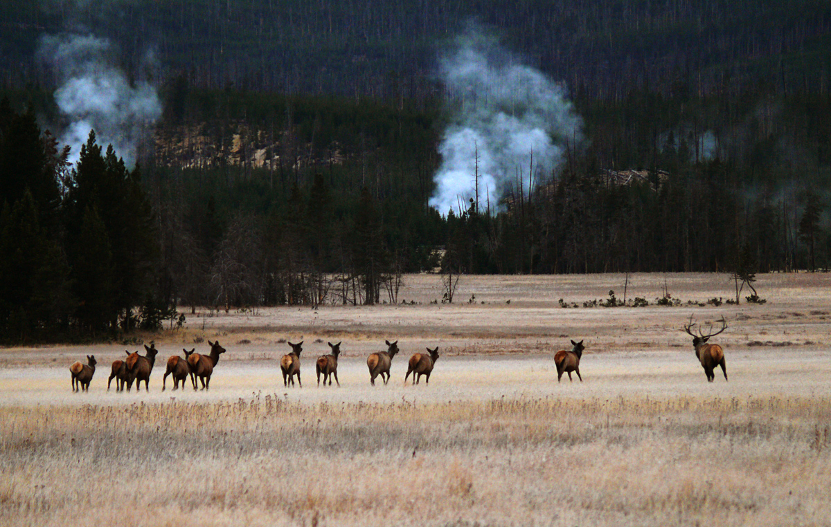Elk in flight, Norris Geyser Basin, Yellowstone National Park, Wyoming, 2008