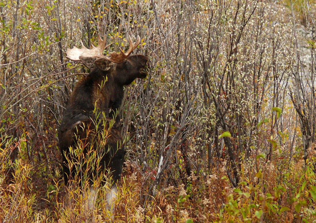 Moose dinner, Grand Teton National Park, Wyoming, 2008