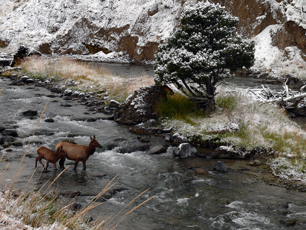 Returning to the herd, Gardner River, Yellowstone National Park, Montana, 2008