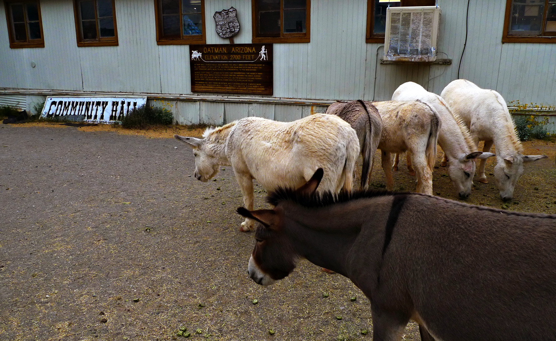 Burros, Oatman, Arizona, 2009