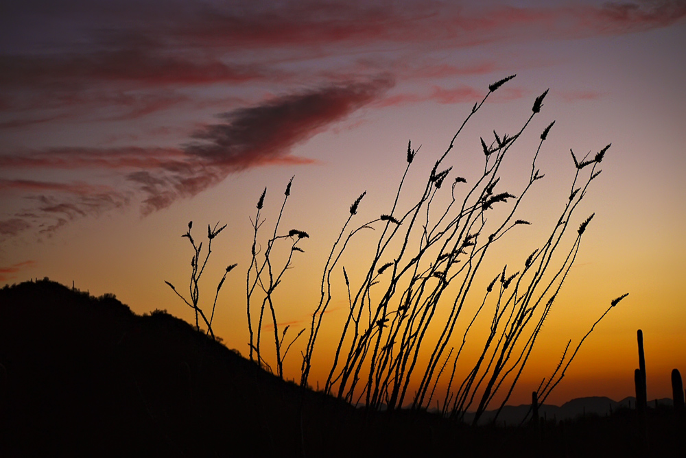 Desert wind, Saguaro National Park, Arizona, 2009