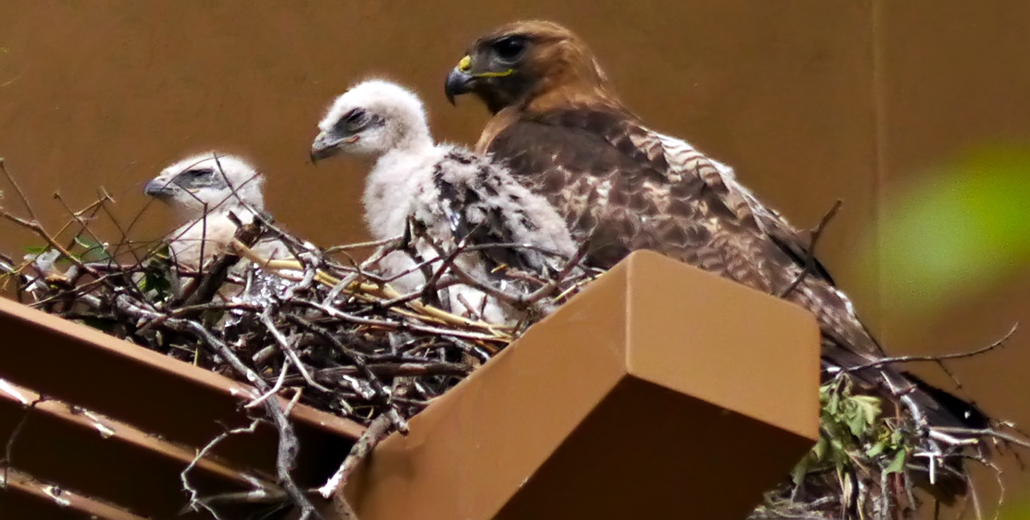 Trio, Phoenix, Arizona, April 2012