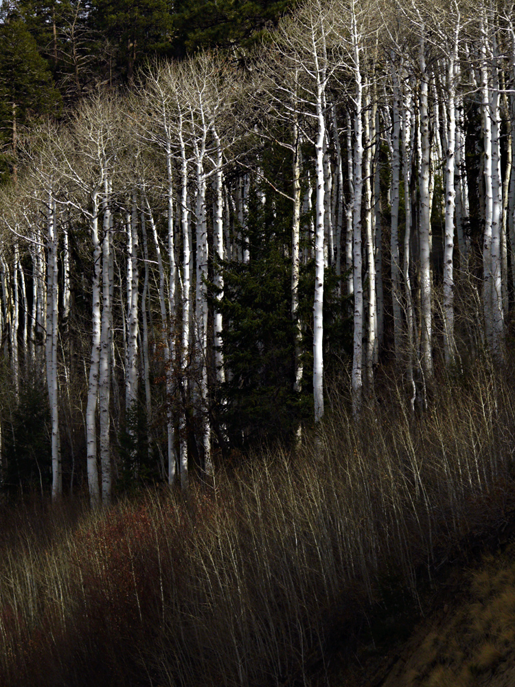 Aspen, Lukachukai, Arizona, 2007