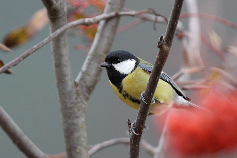 Great tit (Parus major)