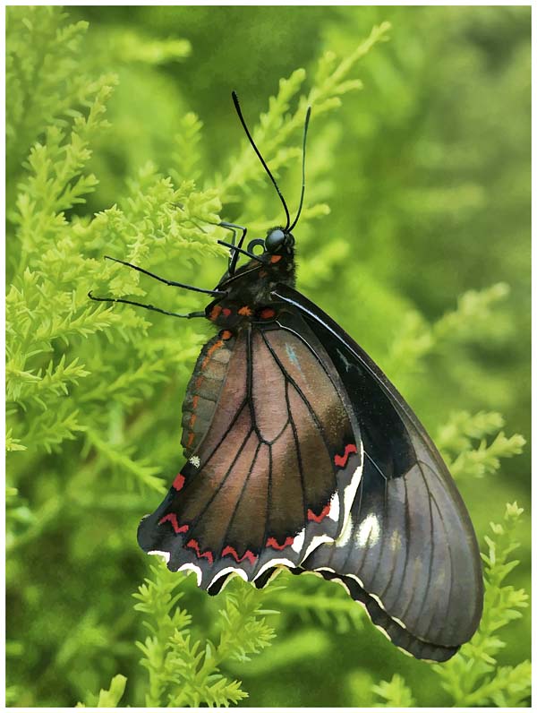 Oil Painting of Red Spotted Swallowtail