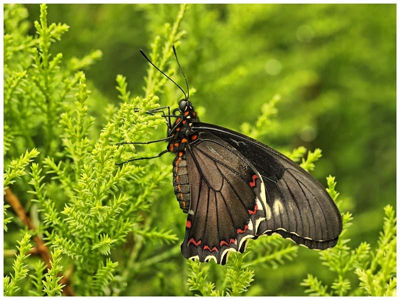 Red Spotted Swallowtail