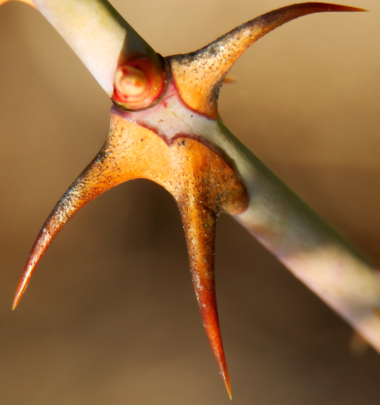 thorny_issues