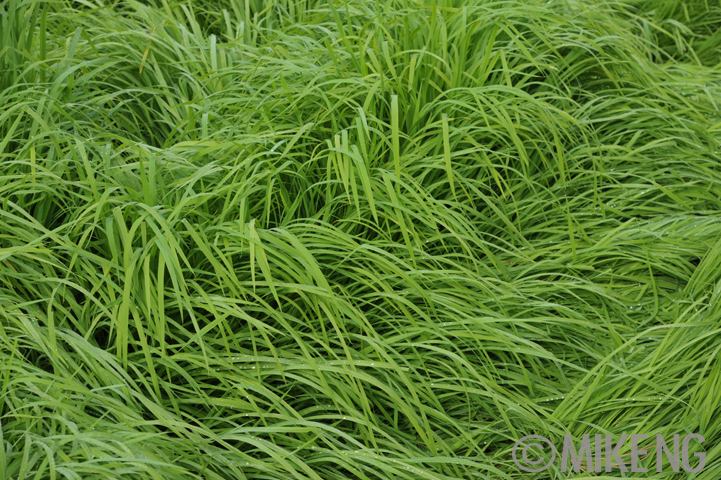 Paddy seedlings