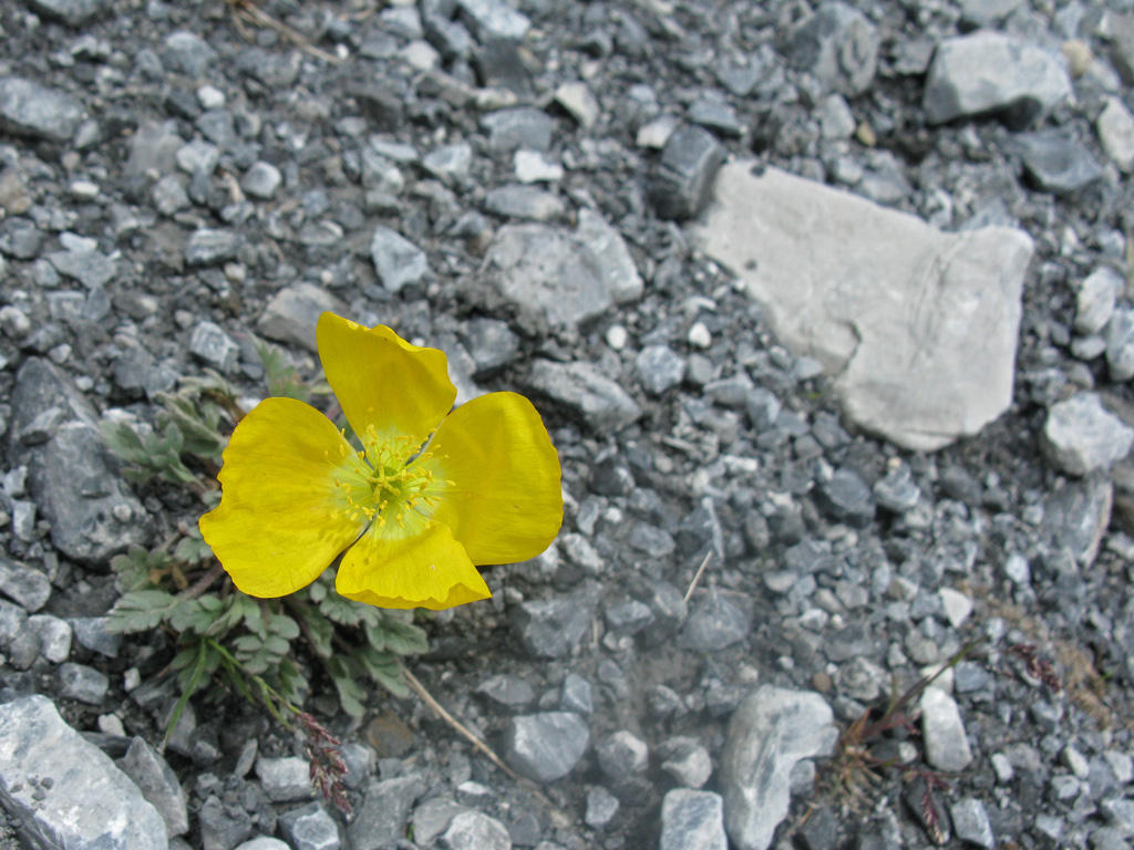 Flor silvestre alpina