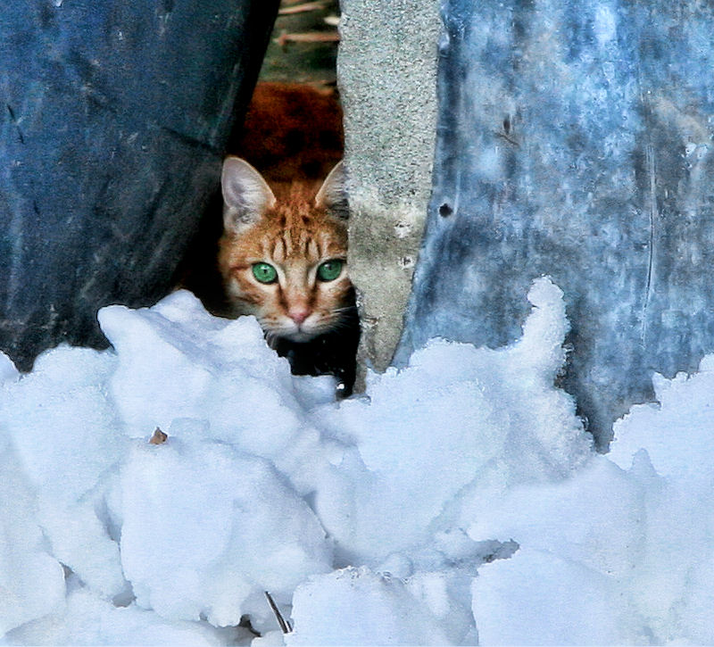 The shy snow-cat of Bassins