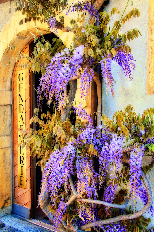 Wisteria 38