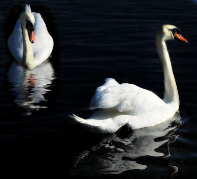 small swans.jpg