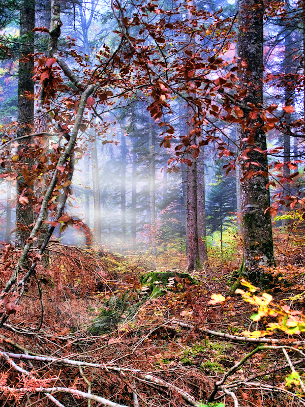 Deep in the mystery of a foggy forest....