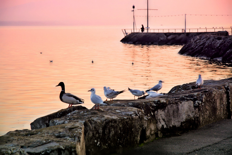 Birds at sunset