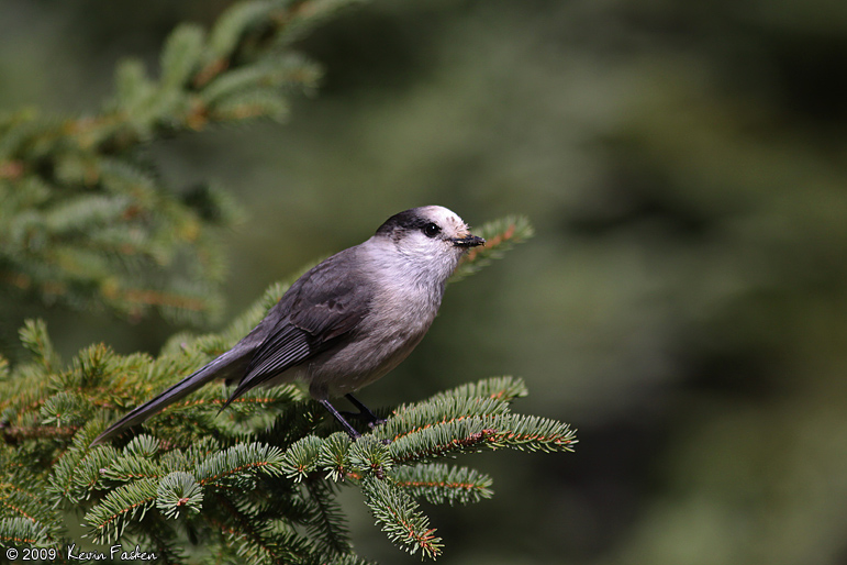 GRAY JAY 2009 #7