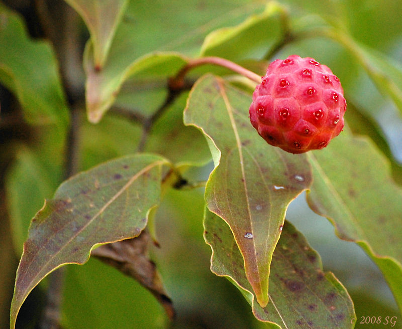 Fruit of the Japanese Dogwood