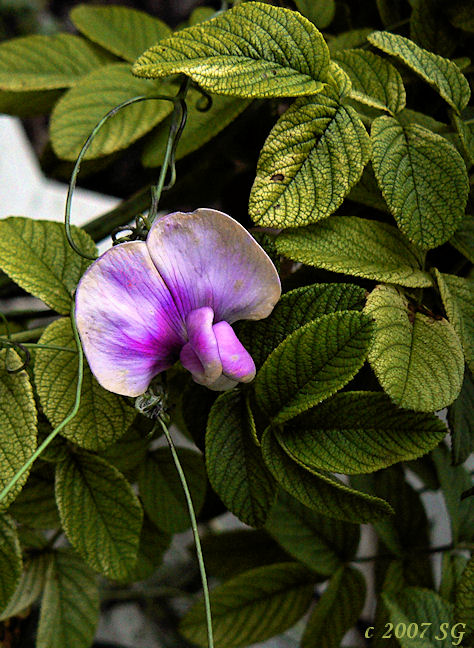 Sweet Pea