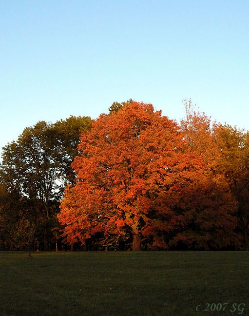 Burning Maple