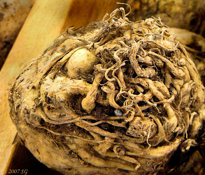 Celery Root