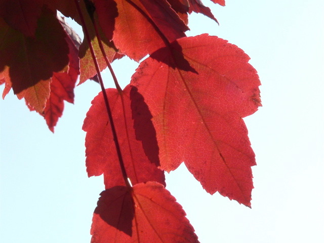 P1090343.jpg
