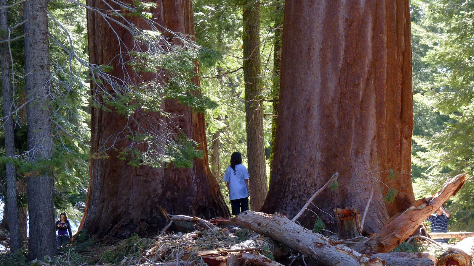 Big Sequoia trees