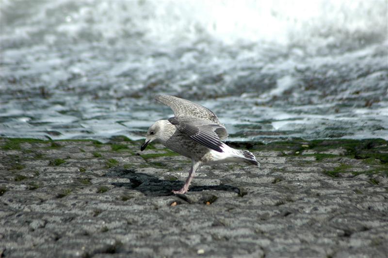 Gull