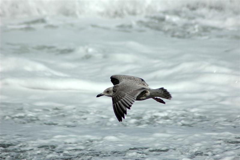 Gull