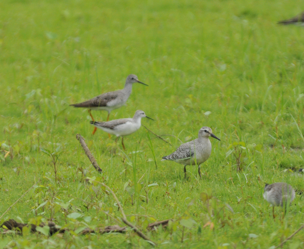 Red Knot, Wilsons Phalarope, and Lesser Yellowlegs