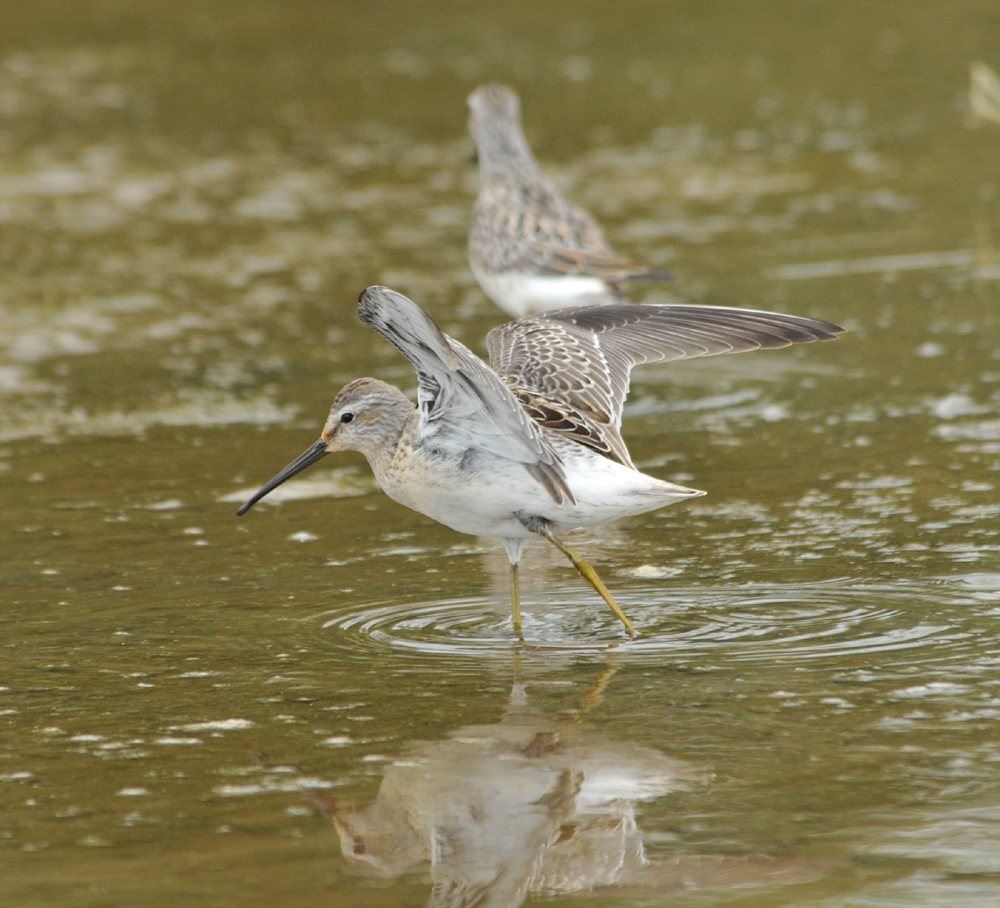 Stilt Sandpipers