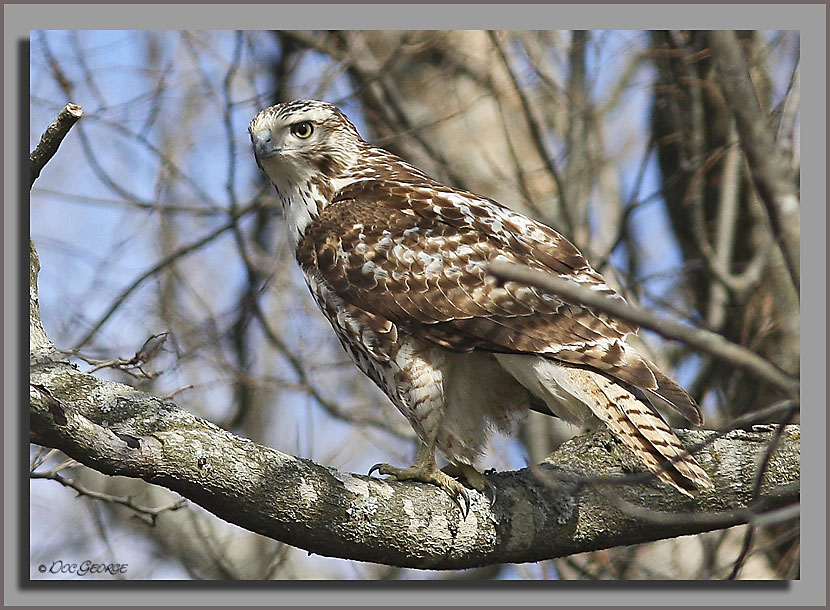 Kriders Red-tailed Hawk