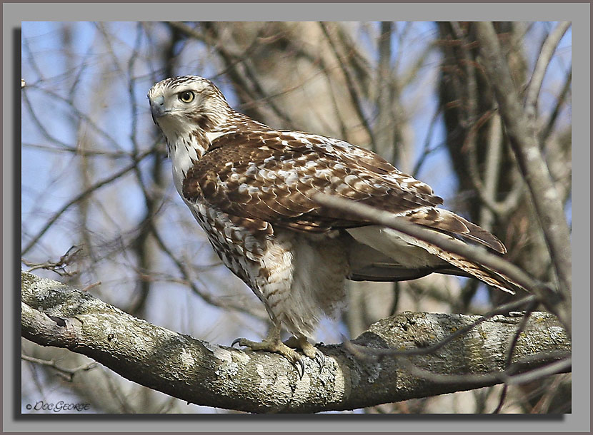 Kriders Red-tailed Hawk