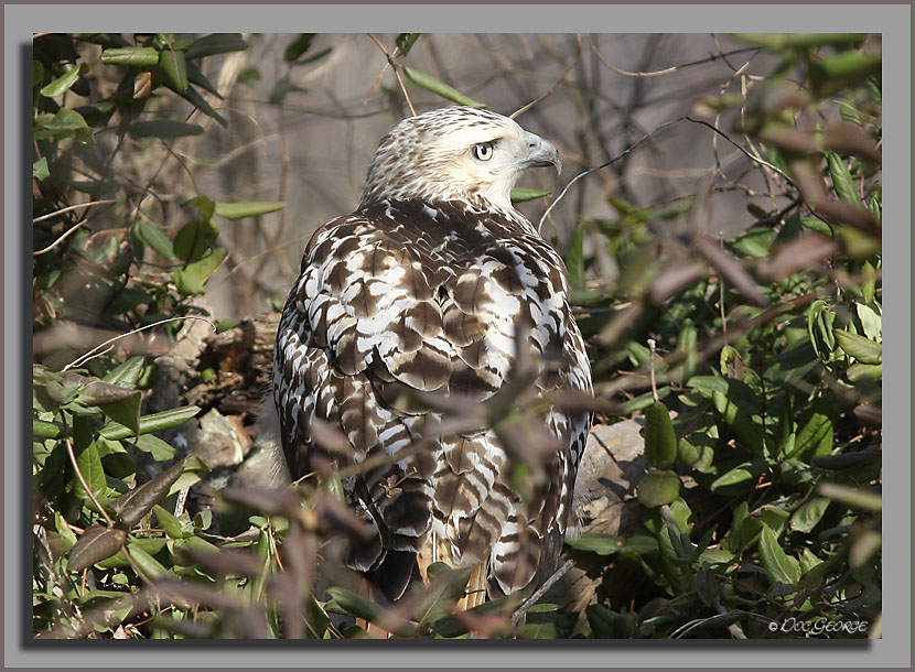 Kriders Red-tailed Hawk