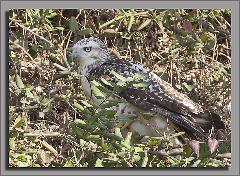 Kriders Red-tailed Hawk