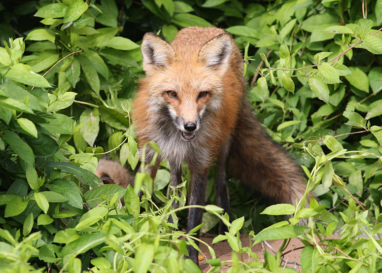 Red Fox  - Grider Field