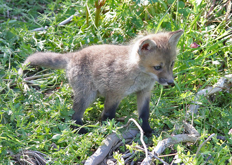 Fox Kit Exploring