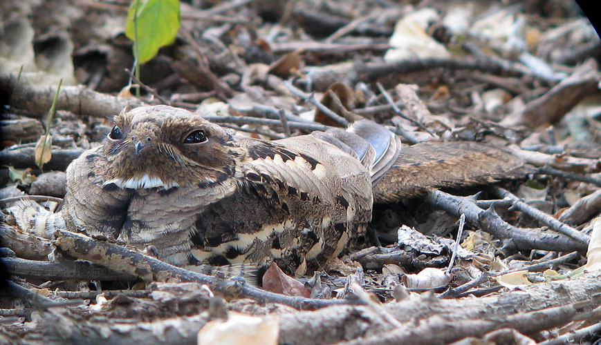 Large-tailed Nightjar