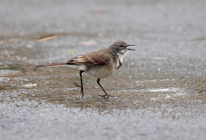 Cape Wagtail 