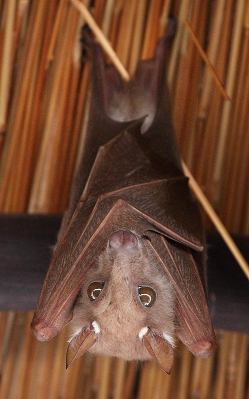 Epauletted Fruit-Bat