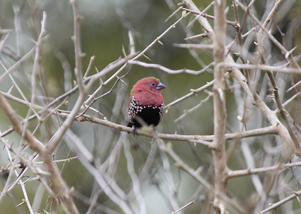 Pink-throated Twinspot (male)