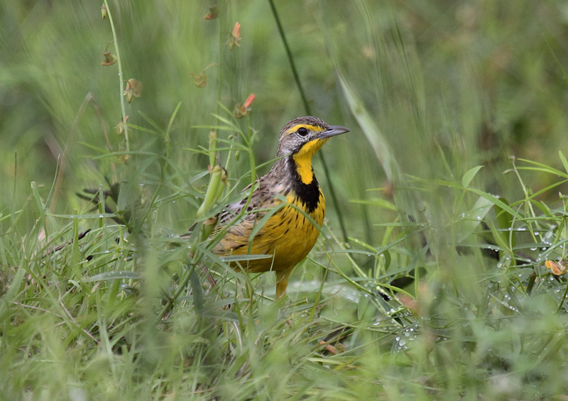 Yellow-throated Longclaw