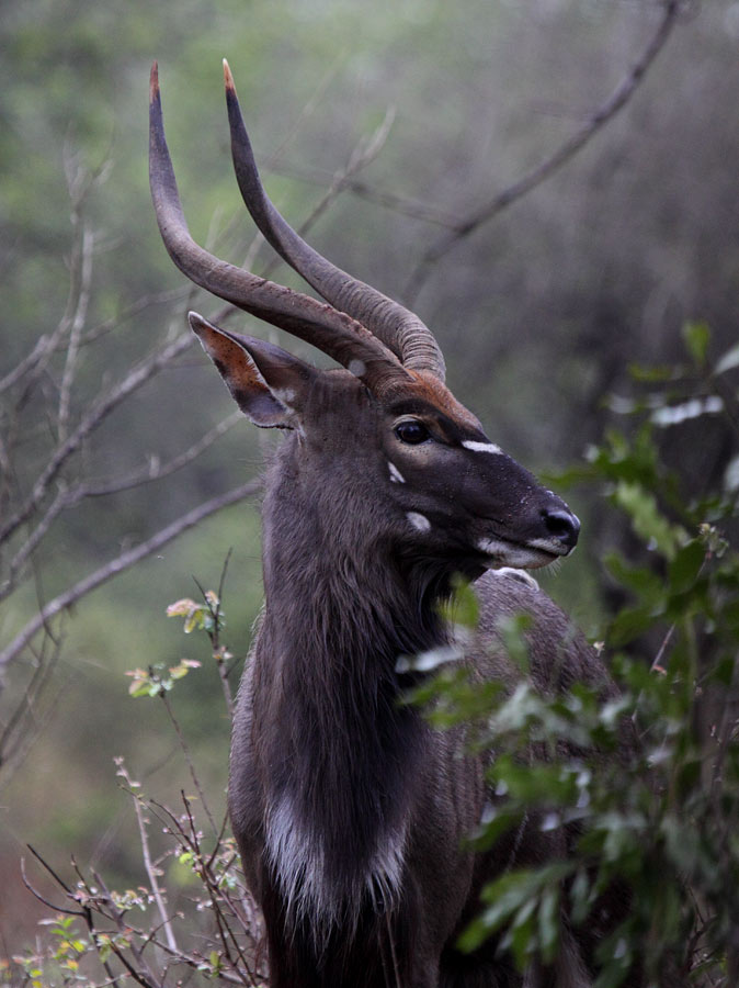 Nyala (male)