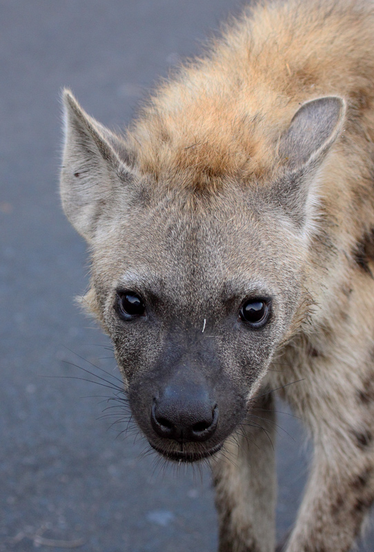Spotted Hyena (adult)