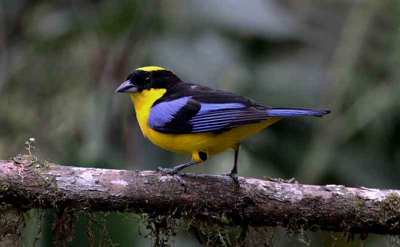 Blue-winged Mountain-Tanager