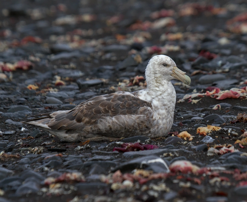 Southern-Giant-Petrel-IMG_7706-adult-on-beach-Hannah-Point-Deception-Island-South-Shetland-15-March-2011.jpg