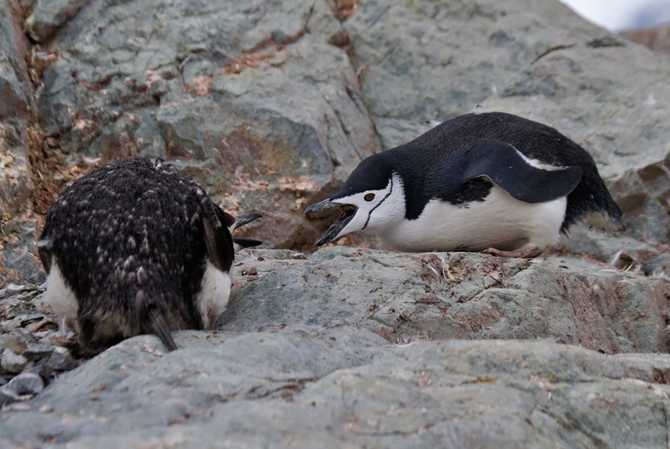 Chinstrap-aggression-IMG_4614-Brown-Base-Argentina-13-March-2011.jpg