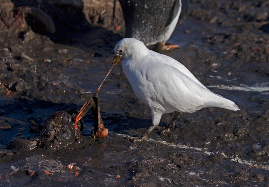 Pale-faced-Sheathbill-pulling-at-dead-Gentoo-chick-IMG_3654-Port-Lockroy-12-March-2011.jpg